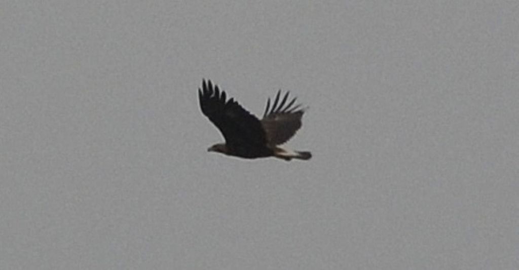 Aquila reale?